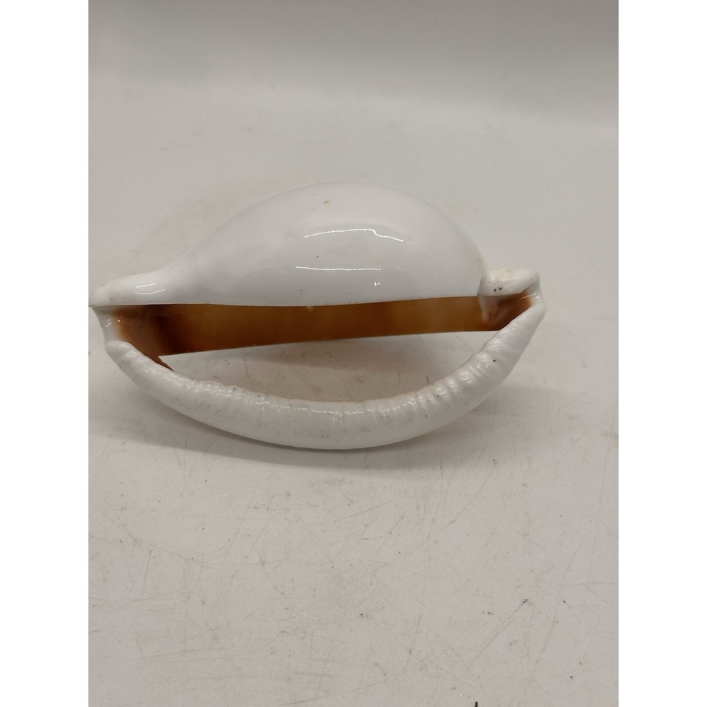 Large Natural‎ Shell Napkin Ring Coastal Beach Table Decor Replacement Single